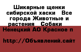 Шикарные щенки сибирской хаски - Все города Животные и растения » Собаки   . Ненецкий АО,Красное п.
